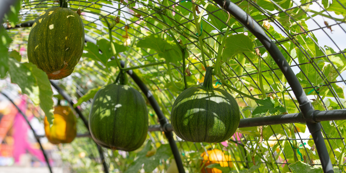 Pumpkins on a frame